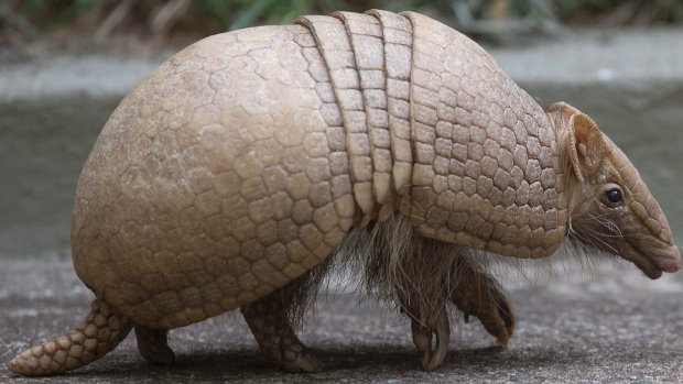 A Texas resident shot an armadillo, the bullet ricocheted of its armour shell back directly to his face