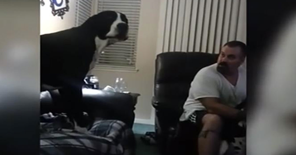 A Great Dane dog doesn't like to be ignored, and gets the funniest rage attack ever seen