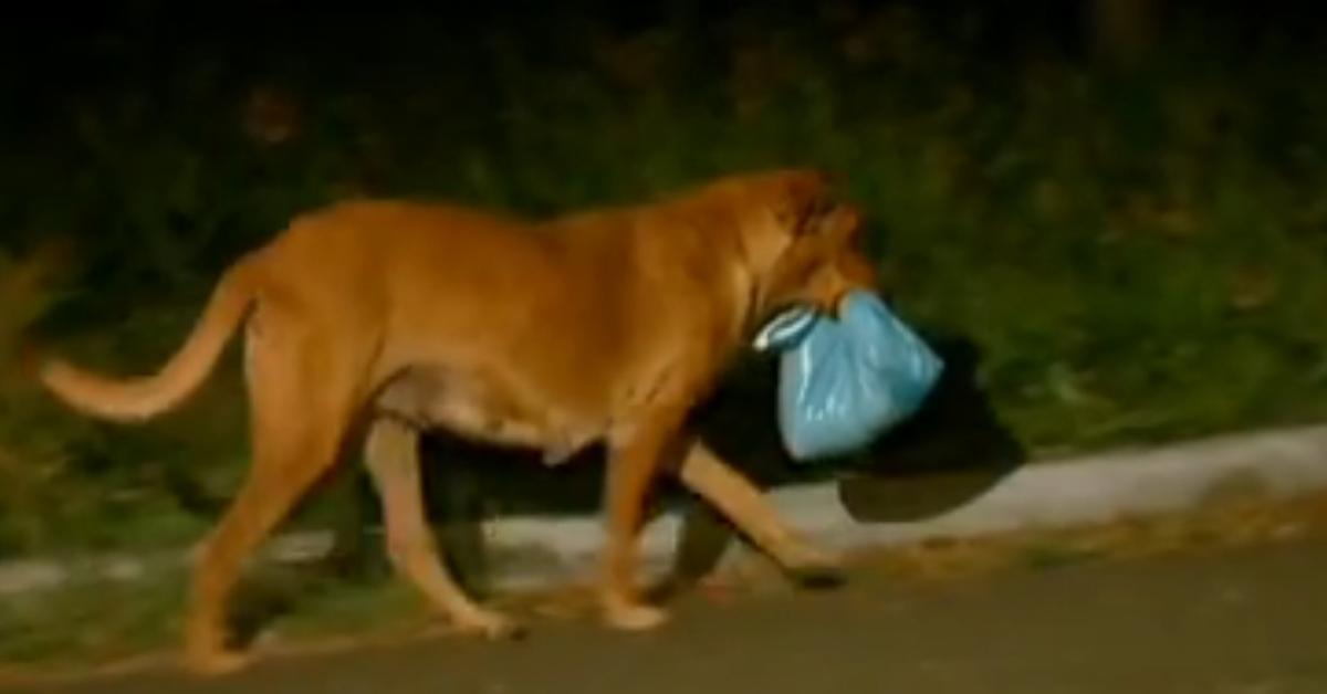 No, that's not a trash bag. You will be amazed when you find out what this female dog carries