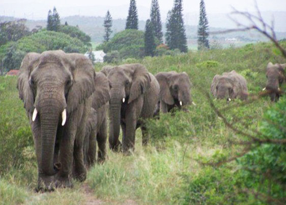 When a man who saved and rehabiliated elephants passed away, two herds of elephants did something that amazed the world!
