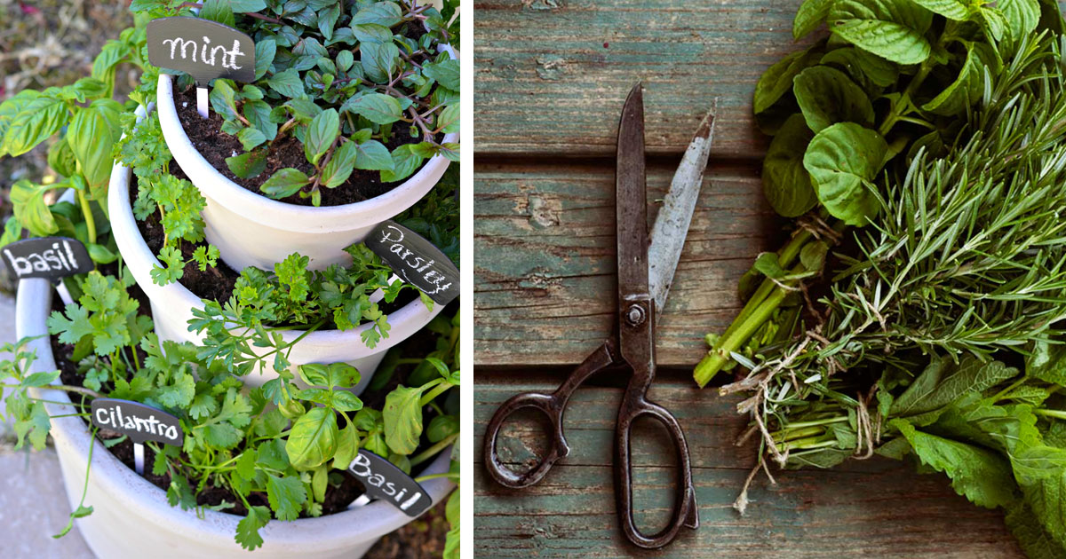 This is how you'll grow a wonderful spice garden at home that will last forever!