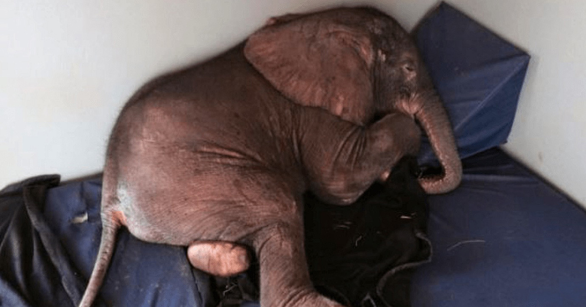 Elephant cub got depressed after rejected of it's own herd - watch the moment he met the special friend that changed everything
