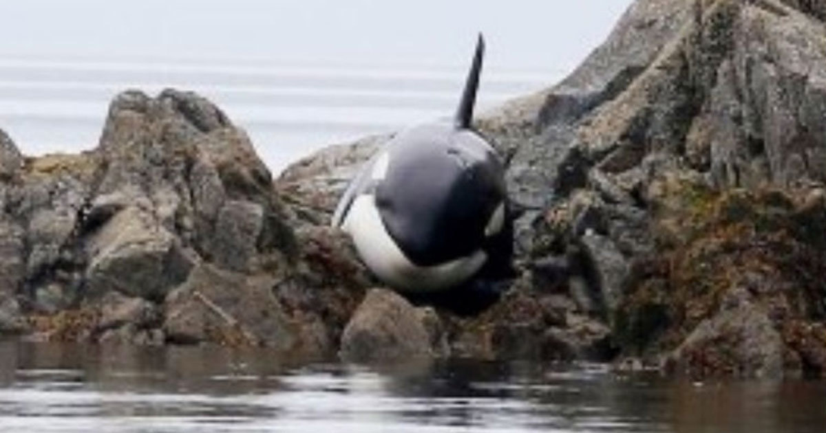 Killer whale was stuck and about to die - but a man approached and did a remarkable thing to save his life