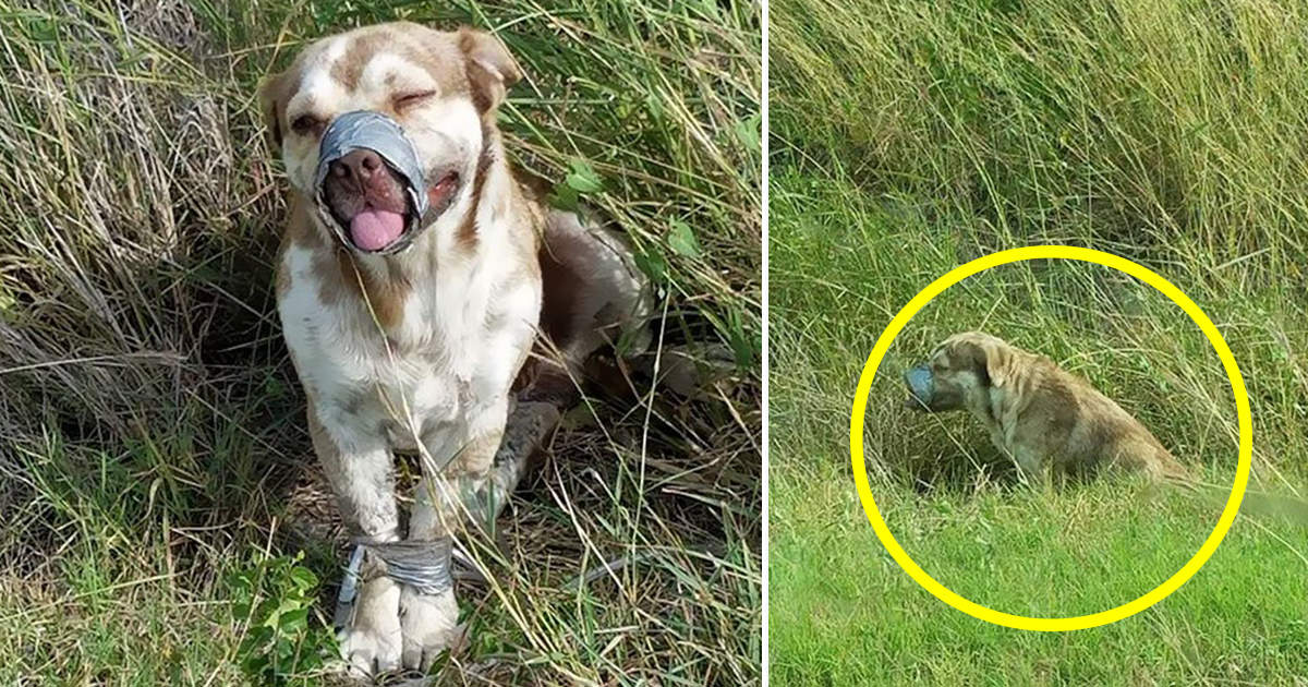 A dog was left to die with his mouth and feet tied - now watch as two plumbers stop their car to save his life