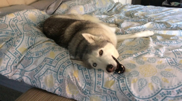 Mother asked her husky to get out of bed on Monday morning - the way he complained made him famous all over the world