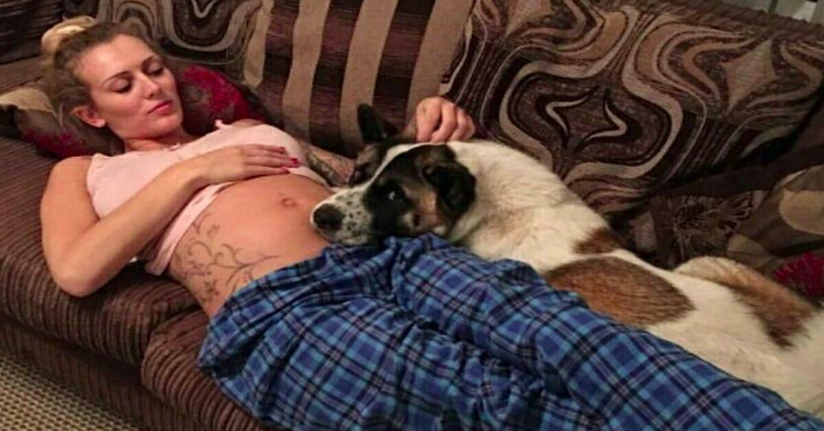 A depressed dog refused to leave mom's pregnant belly - doctors remained stunned by what they discovered in the hospital 