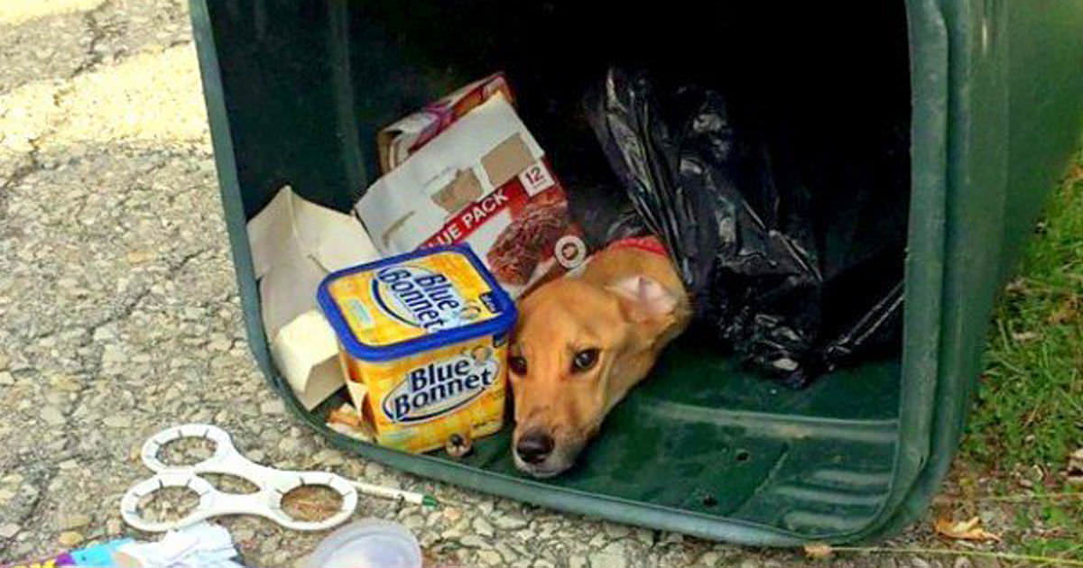 She threw her dog into the trash and moved in with the boyfriend - but she didn't expect this kind of response from animal lovers