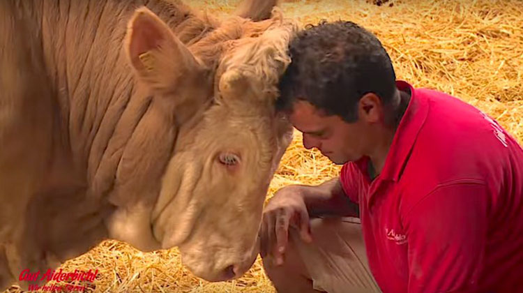 This bull had been neglected and tied to chains all his life. His response to freedom will melt your heart