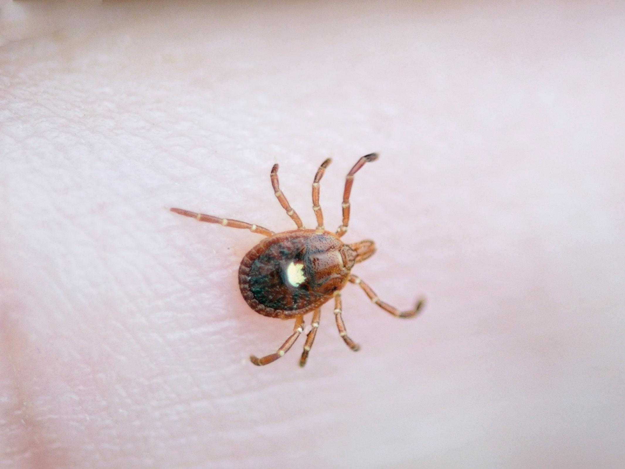 A new tick has been discovered, and its sting makes people allergic to meat