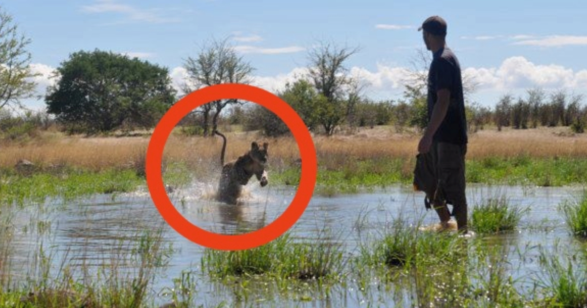 He saved a lion's cub from certain death - now watch their union four years later