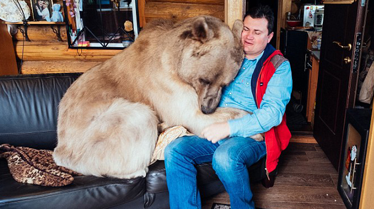 ViraLife - An orphan bear cub was rescued by a russian couple, but they  didn't expect a 150-pound bear to become part of their family