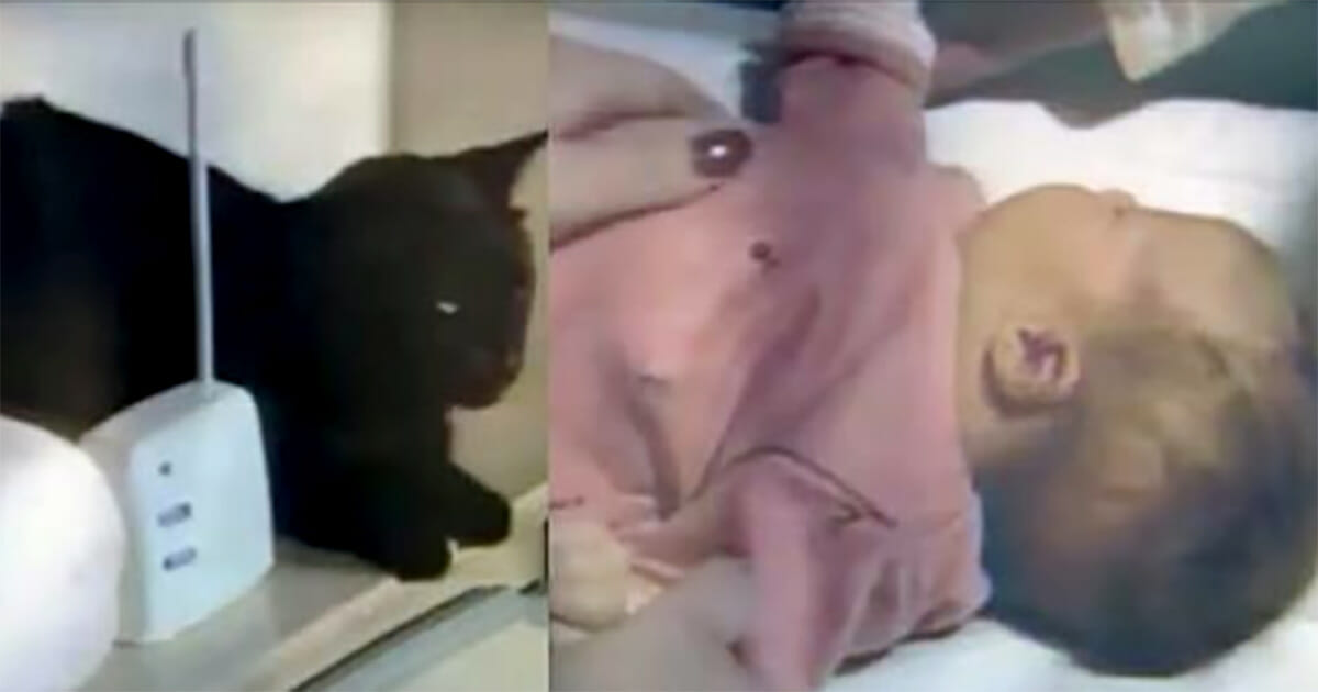 A black cat made strange noises on the baby monitor, mom checked the bedroom and immediately jumped on the phone
