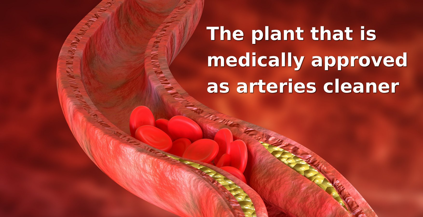 The plant that has been clinically proven to cleanse the arteries in the body