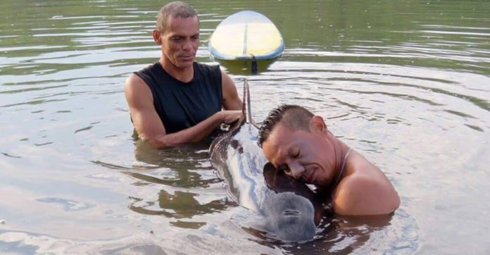 Surfers heard a dolphin cub crying for help, and rushed to the place to save his life