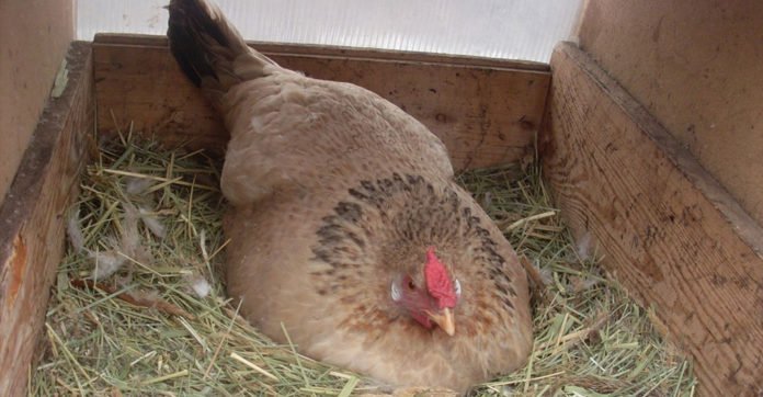 The farmer was sure his chicken was sitting on an egg, but then he realized what she was sitting on..