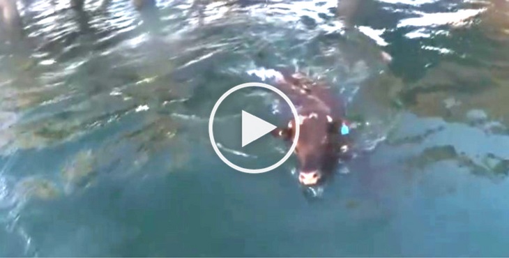 Desperate, this cow jumped off a ship to escape certain death