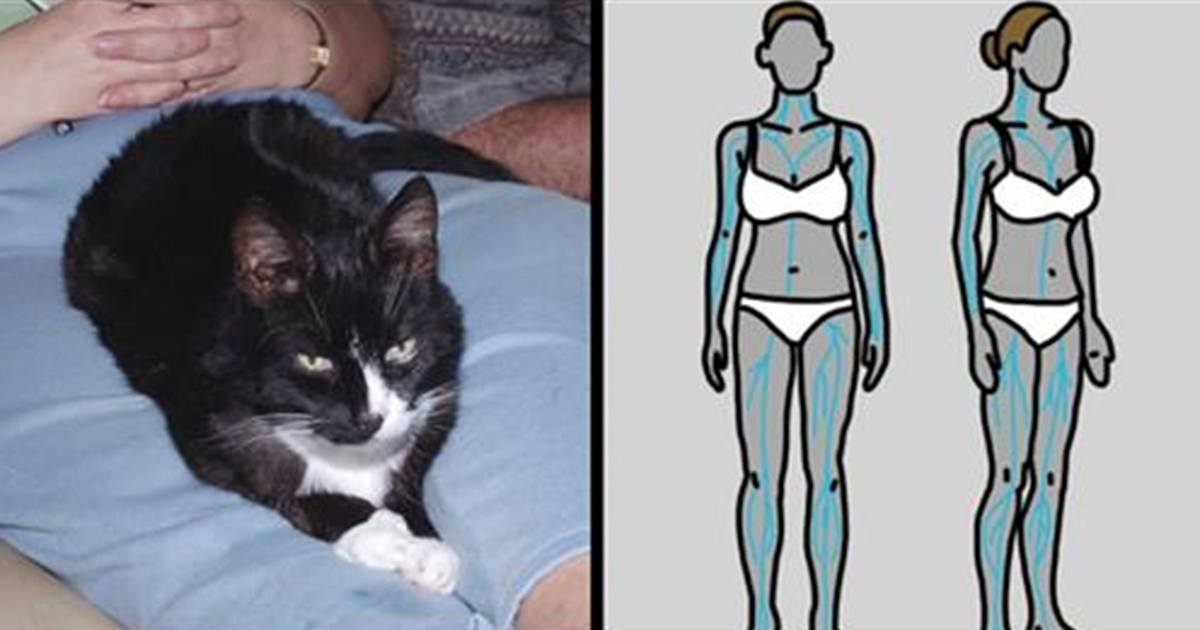 This is what happens to your body when you let a cat purr on your stomach