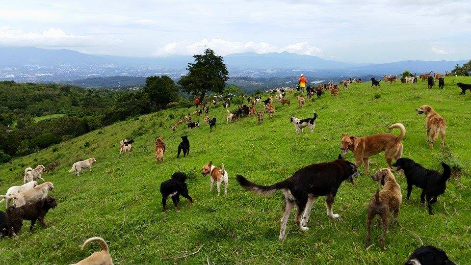 There is a wonderful place where more than 900 stray dogs are waiting for you to come play with them!