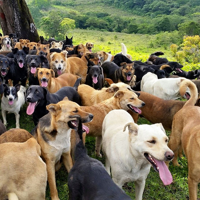 ViraLife - There is a wonderful place where more than 900 stray dogs are  waiting for you to come play with them!