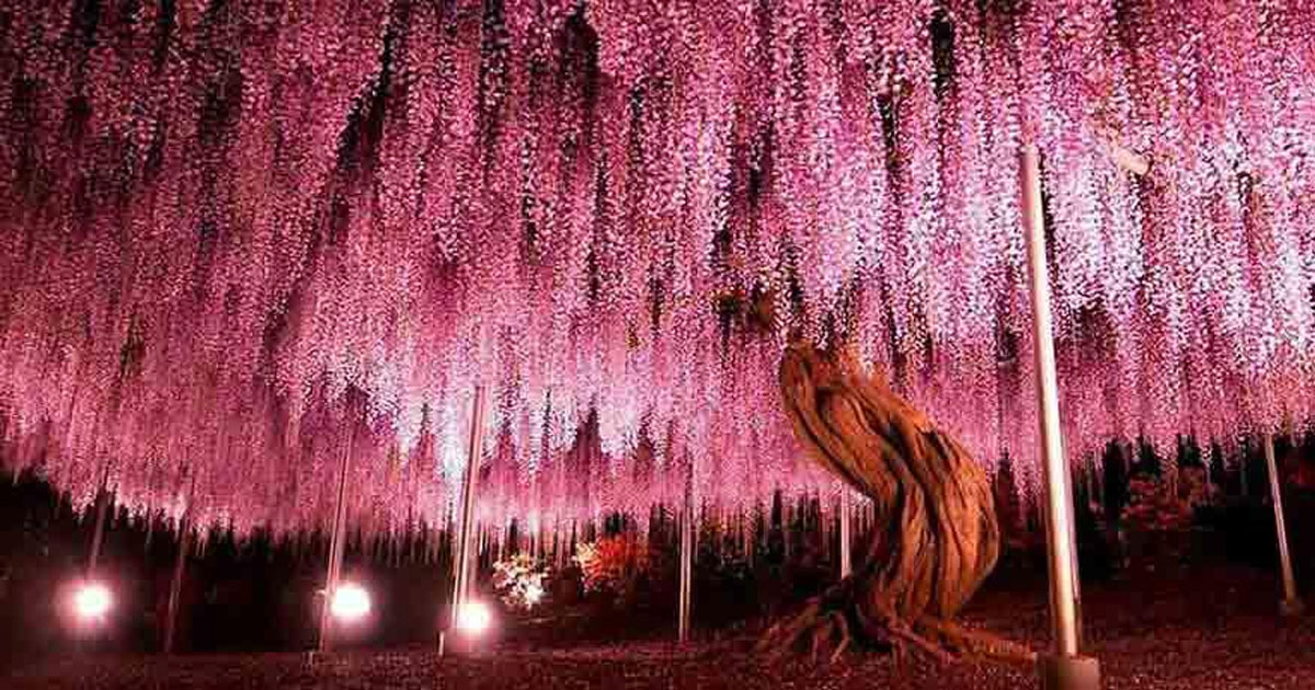 The 17 most amazing and crazy trees you'll ever see. #6 is out of this world!