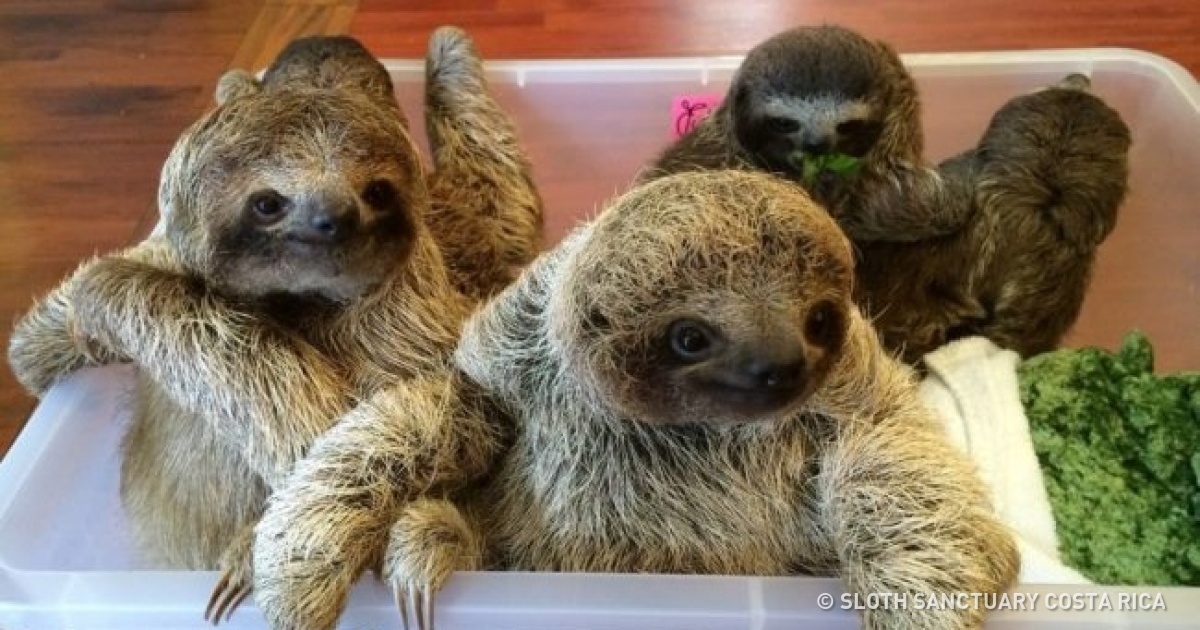You did not live until you saw sloth cubs having a conversation 