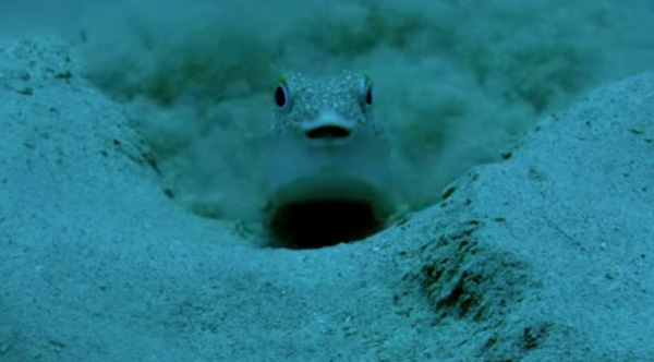 You must see what the Puffer fish is doing to woo the female. This is the craziest thing I've ever seen! 