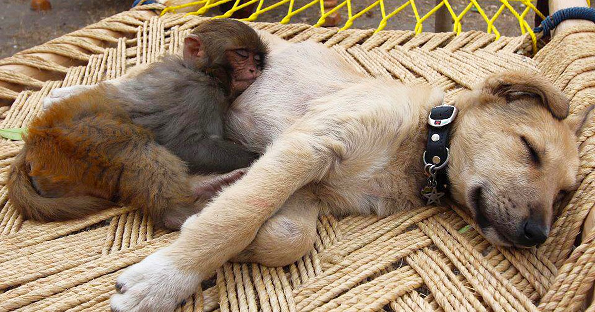 There is nothing cuter than these 31 animals that use other animals as a pillow