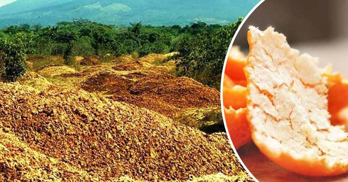 He spilled thousands of tons of orange peels to the field - 16 years later he stunned the world with the results