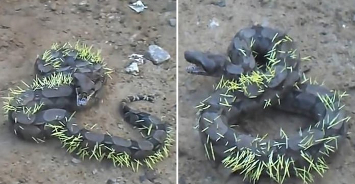 Snake ate a porcupine. Seconds later he regretted the worst decision he had made in his life