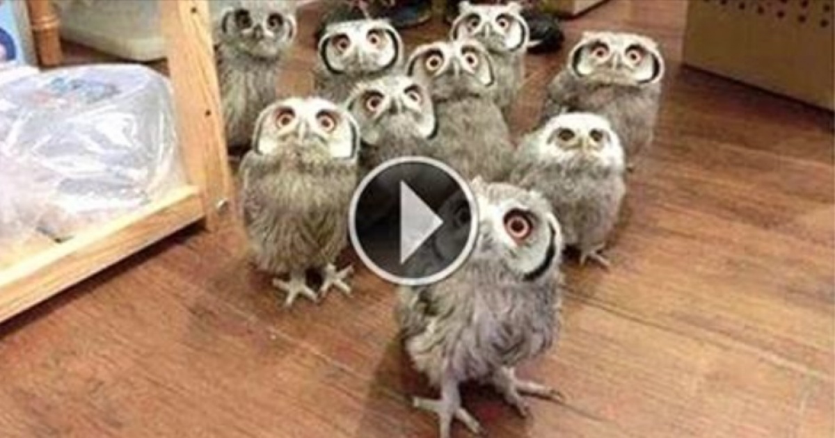 Here are owls like you've never seen in your life. Get ready to burst out laughing!