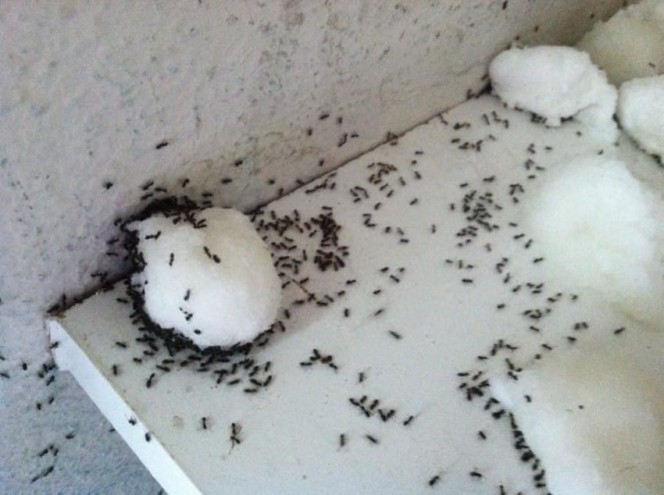 She couldn't get rid of the ants in the kitchen until she heard of this ingenious trick