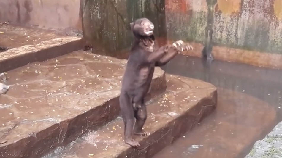 These videos of starving bears in a zoo begging for food shock the whole world