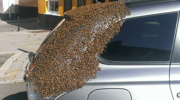 Swarm of bees followed a car for two days to rescue the queen who was trapped inside