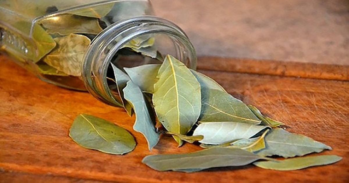 Light bay leaves in your home and wait 10 minutes - the result will surprise you greatly