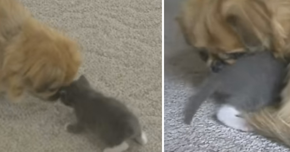 Dog rescued a frozen kitten from certain death - 3 days later a rare thing happened that no one expected