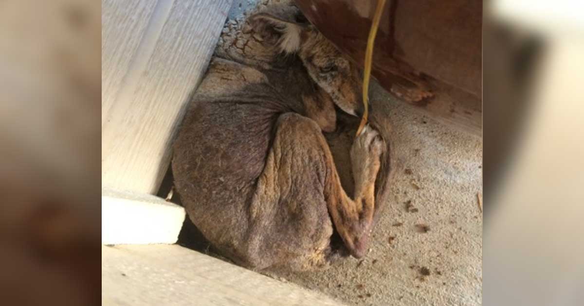 Woman rescued a sick and homeless 'dog', when she took a closer look she realized it was something completely different
