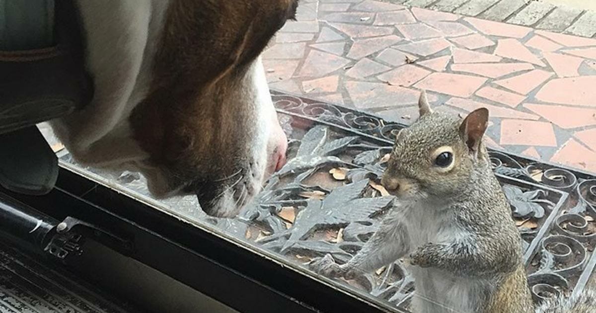 A squirrel knocked on the door every day - 8 years later, the family understood what she wanted to show them