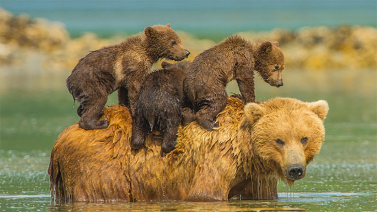 21 heart-melting photos of a mother bear with her cubs