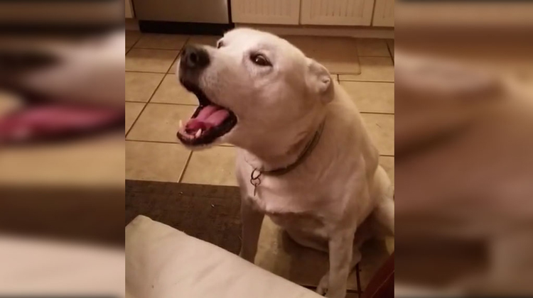 A spoiled dog is 'arguing' with his owner about his bedtime, but his night routine makes her burst out laughing!