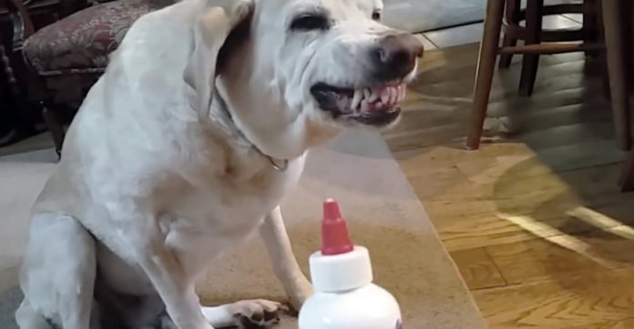 He told his dog it was time to take the medicine, but the dog's reaction will burst you laughing!