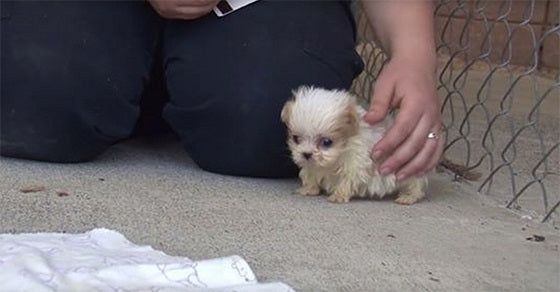 A puppy rescued from a stud farm does not leave his kitten friend. Look how cute they are together!