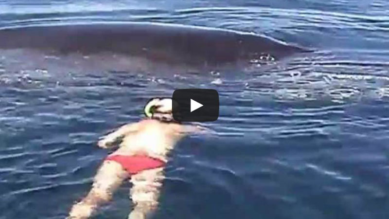 This scared whale was stuck in a fisherman's net ready to die. The way he thanked the rescuer left me speechless