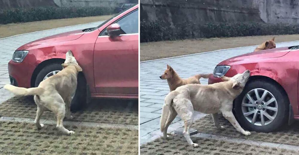 Man kicked a wandering dog. what the dog did afterwards is just genius!