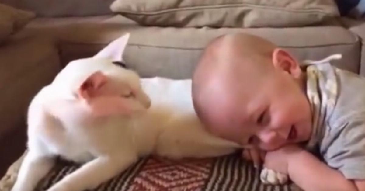 The baby lays on the hind legs of a cat. And what mom filmed spread across the internet like wildfire