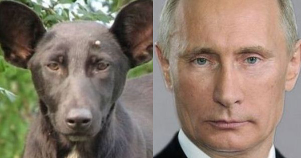 A dog was murdered by Russian secret service because it looked too much like Vladimir Putin