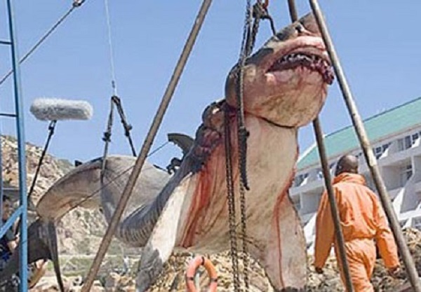 A Prehistoric shark weighing 15 tonnes was captured near shores of Pakistan