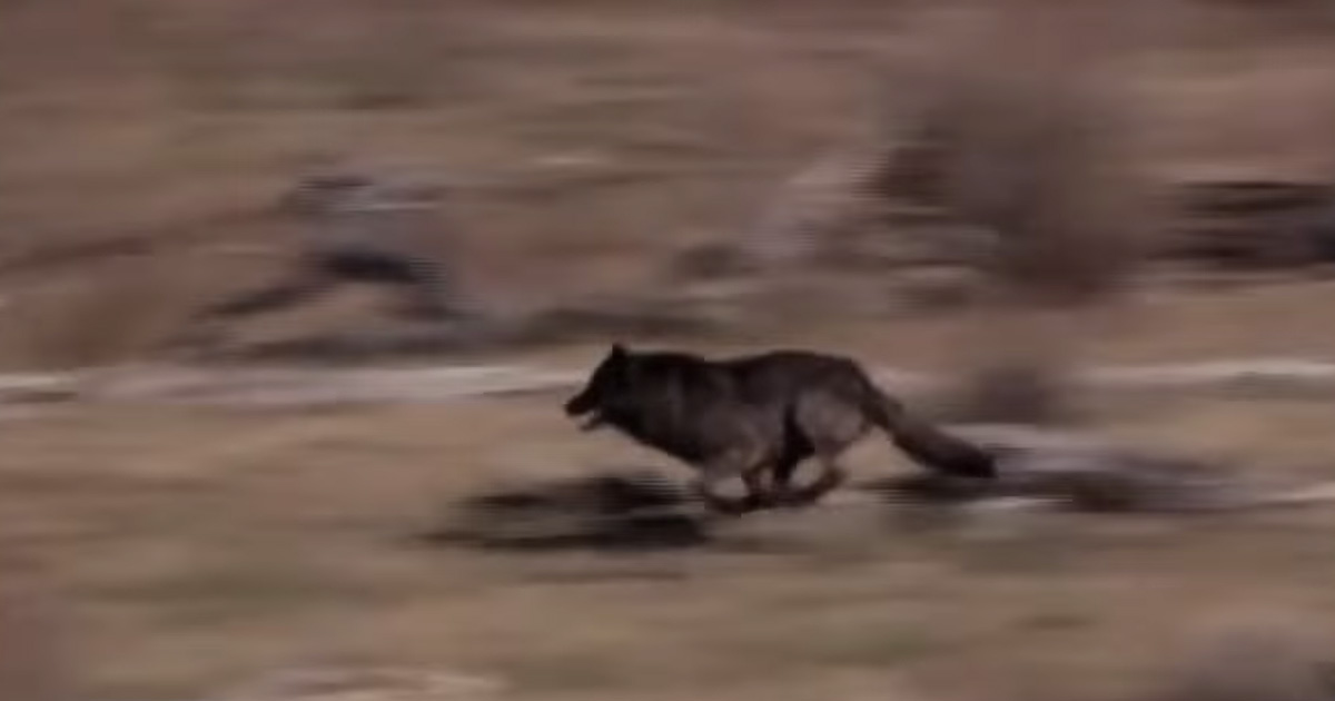 They released 14 wolves to the wild. What happend after that is a mircle.. wait to 3:08 minutes. Crazy!