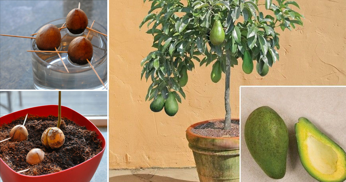 Stop buying avocados! This is how you can grow an avocado tree at home in a small pot