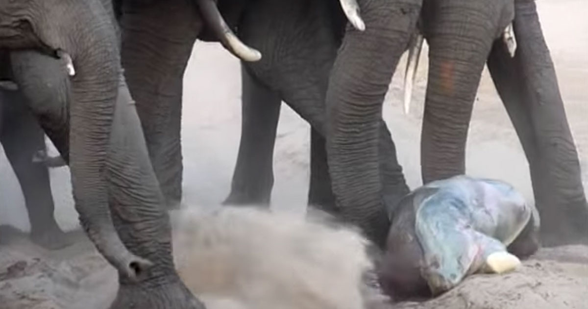 An elephant just gave birth to a cub. Now look how the herd welcomes him into the family