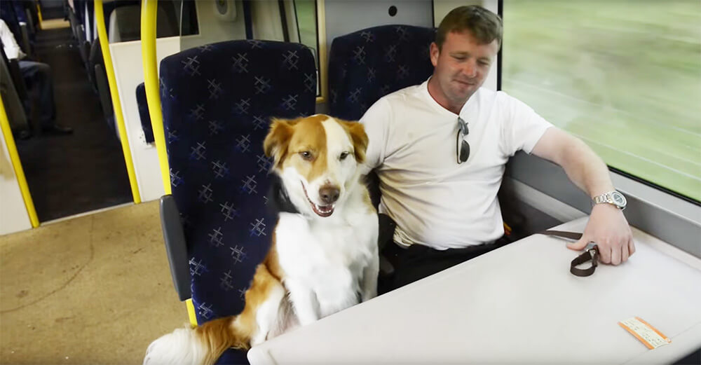 This guy was shocked while on his way to work and running into his dog on the train